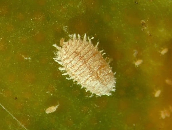 Common Indoor Plant Pests