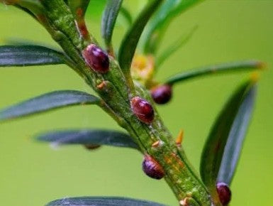 Common Indoor Plant Pests