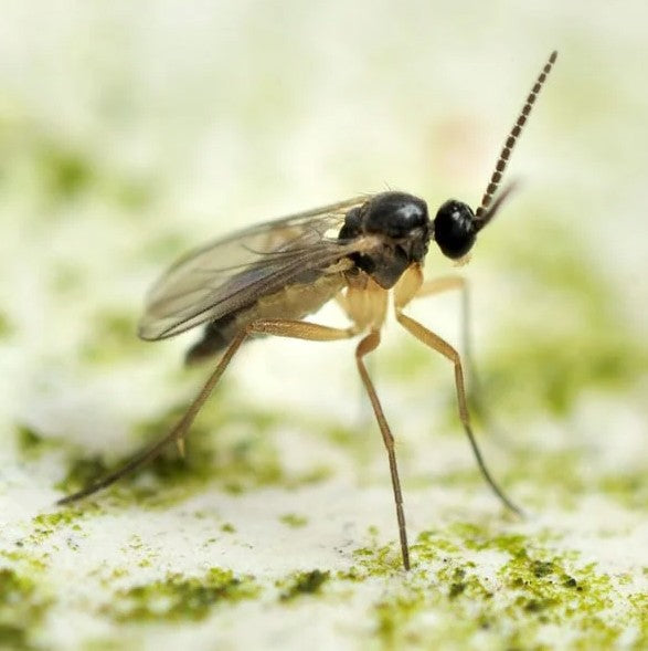 Common Indoor Plant Pests