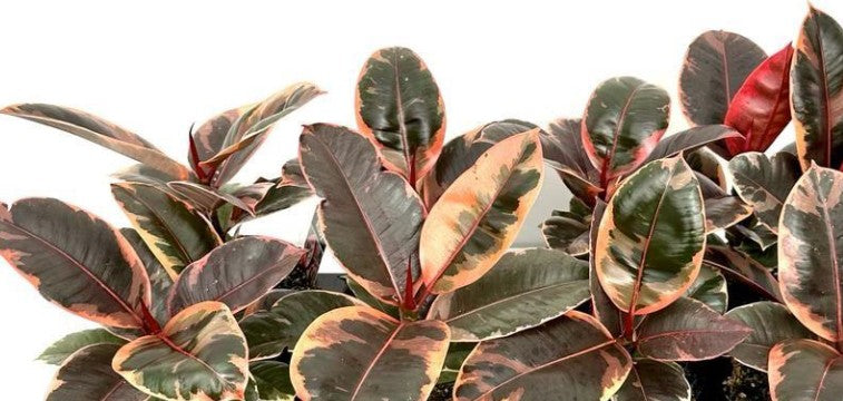 Ficus Elastica Ruby 120mm