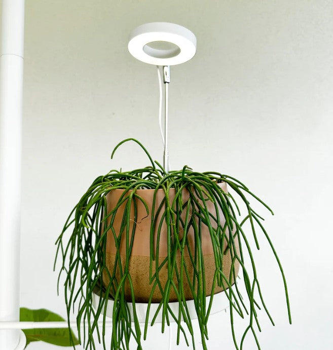 Indoor Grow Light - White