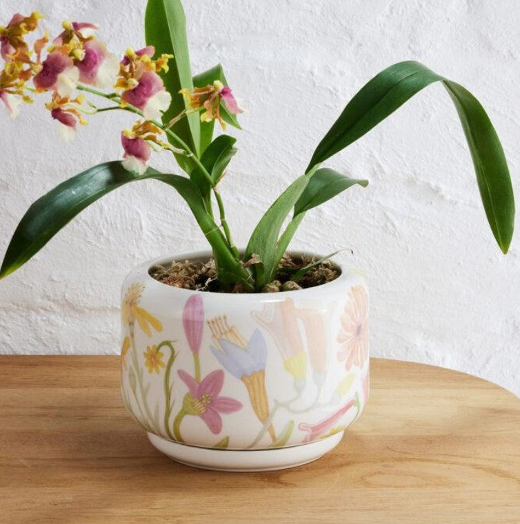 Decorative Succulent Pot Flower Field