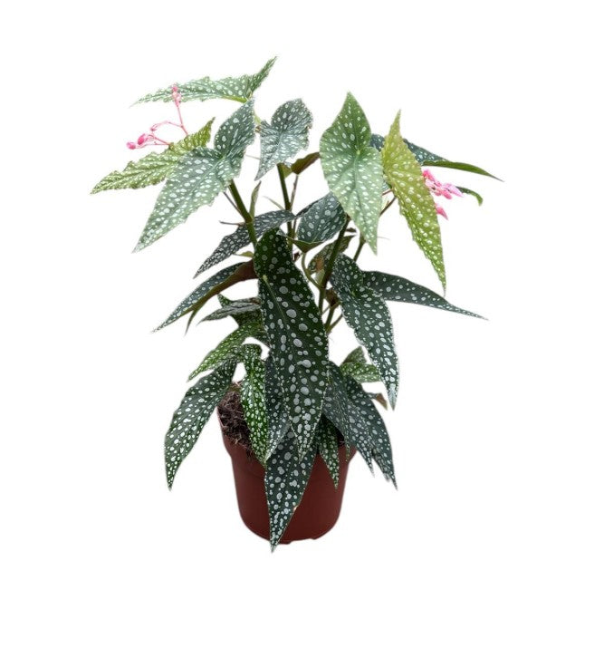 Begonia Hotspot 140mm