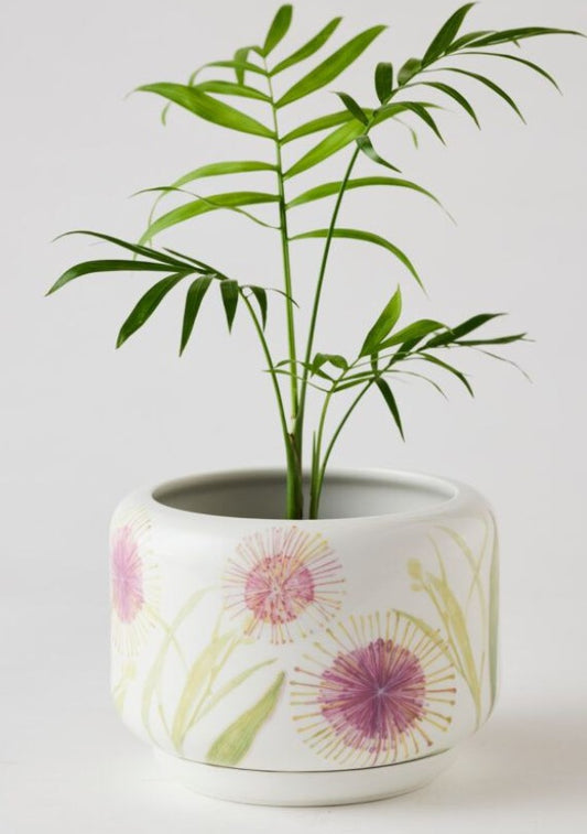 Decorative Succulent Pot Hakea Blossom