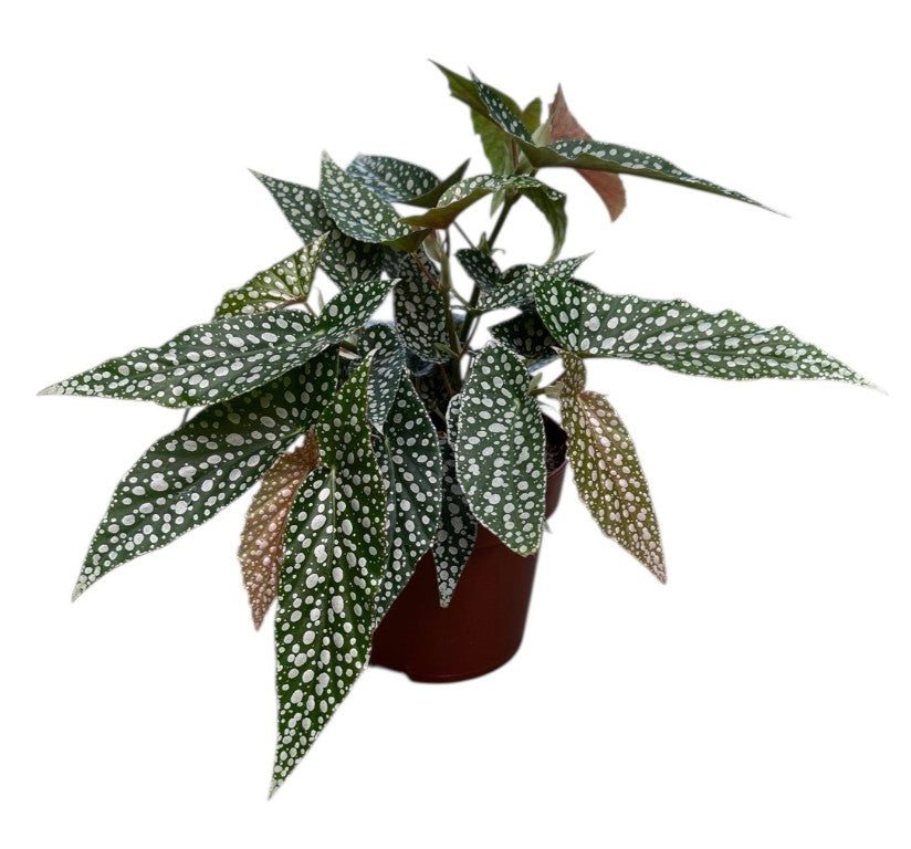 Begonia Hotspot 140mm