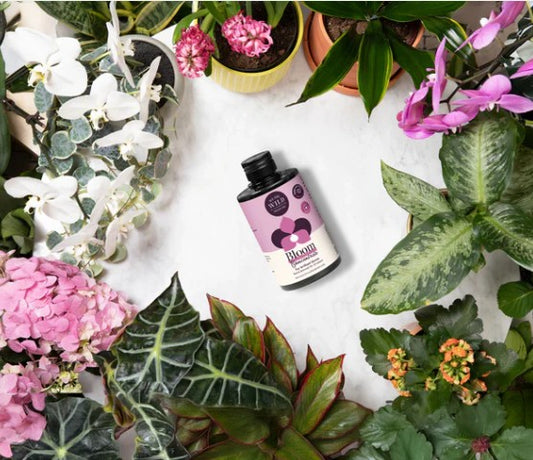 Bloom Concentrate 150ml