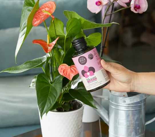 Bloom Concentrate 150ml