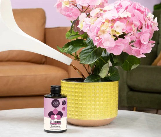 Bloom Concentrate 150ml