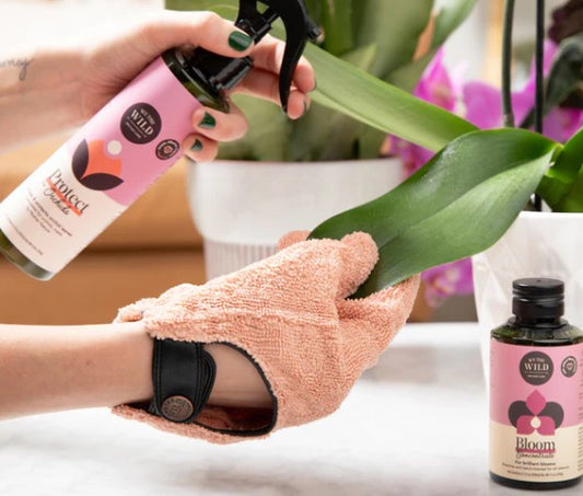 Orchid Protect Spray 250ml