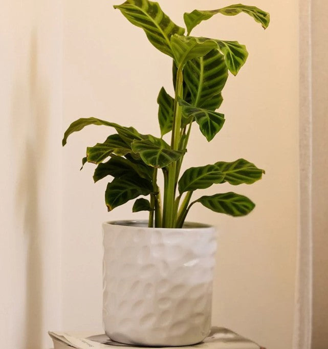Hazel Cylinder Pot - White- 2 designs