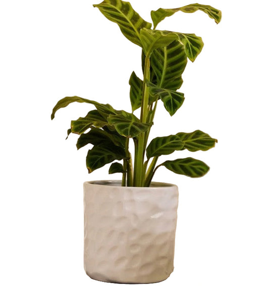 Hazel Cylinder Pot - White- 2 designs