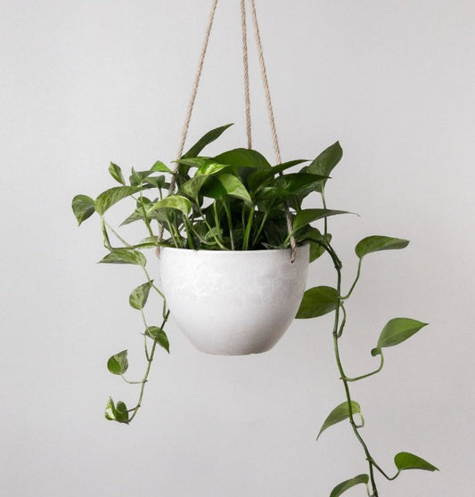 Small Columbia Hanging Pot - White Stone