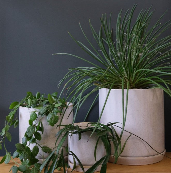 Large Oslo Planter - Sandstorm