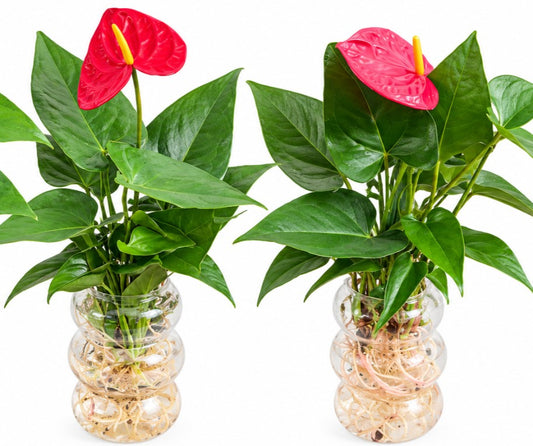 Hydroponics Anthurium designer glass with Gift Box
