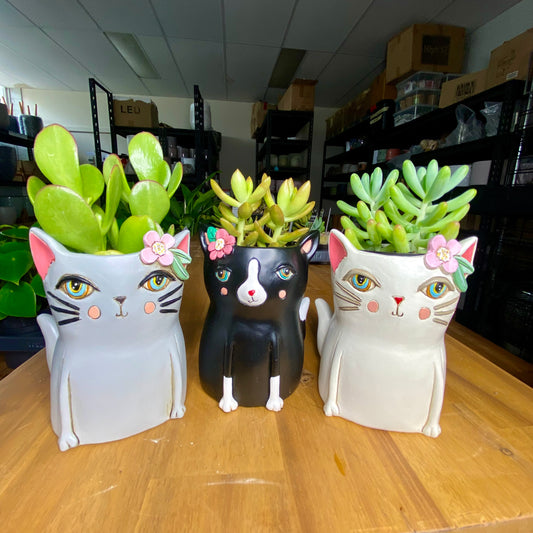 Baby Pretty Kitty Planter - Black