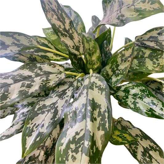 Aglaonema Emerald Beauty 200cm Pot