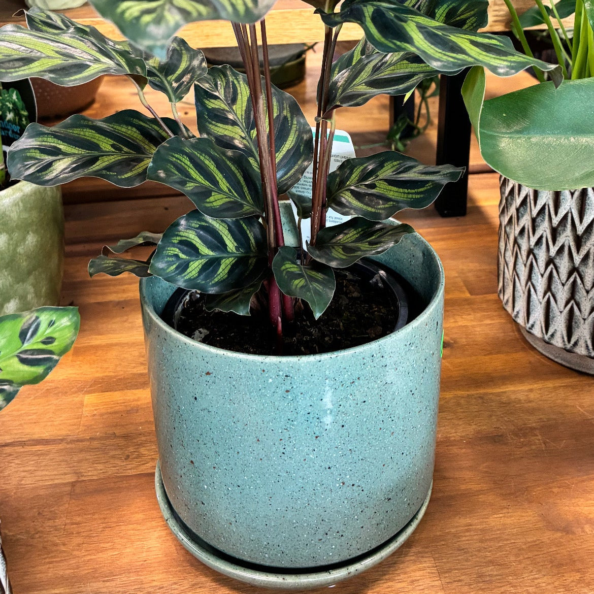 Oslo Planter - Agave - Medium