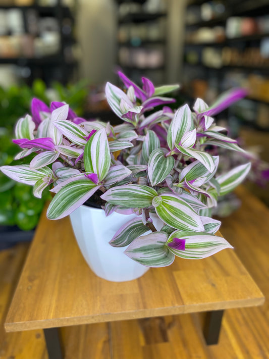 Tradescantia Nanouk PBR 150mm hanging basket