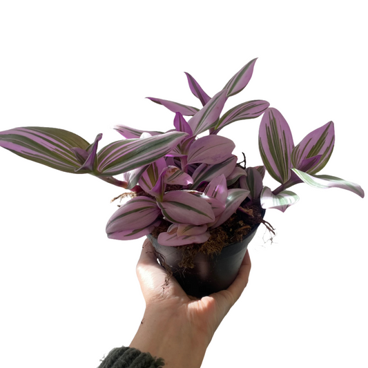 Tradescantia Nanouk PBR 95mm