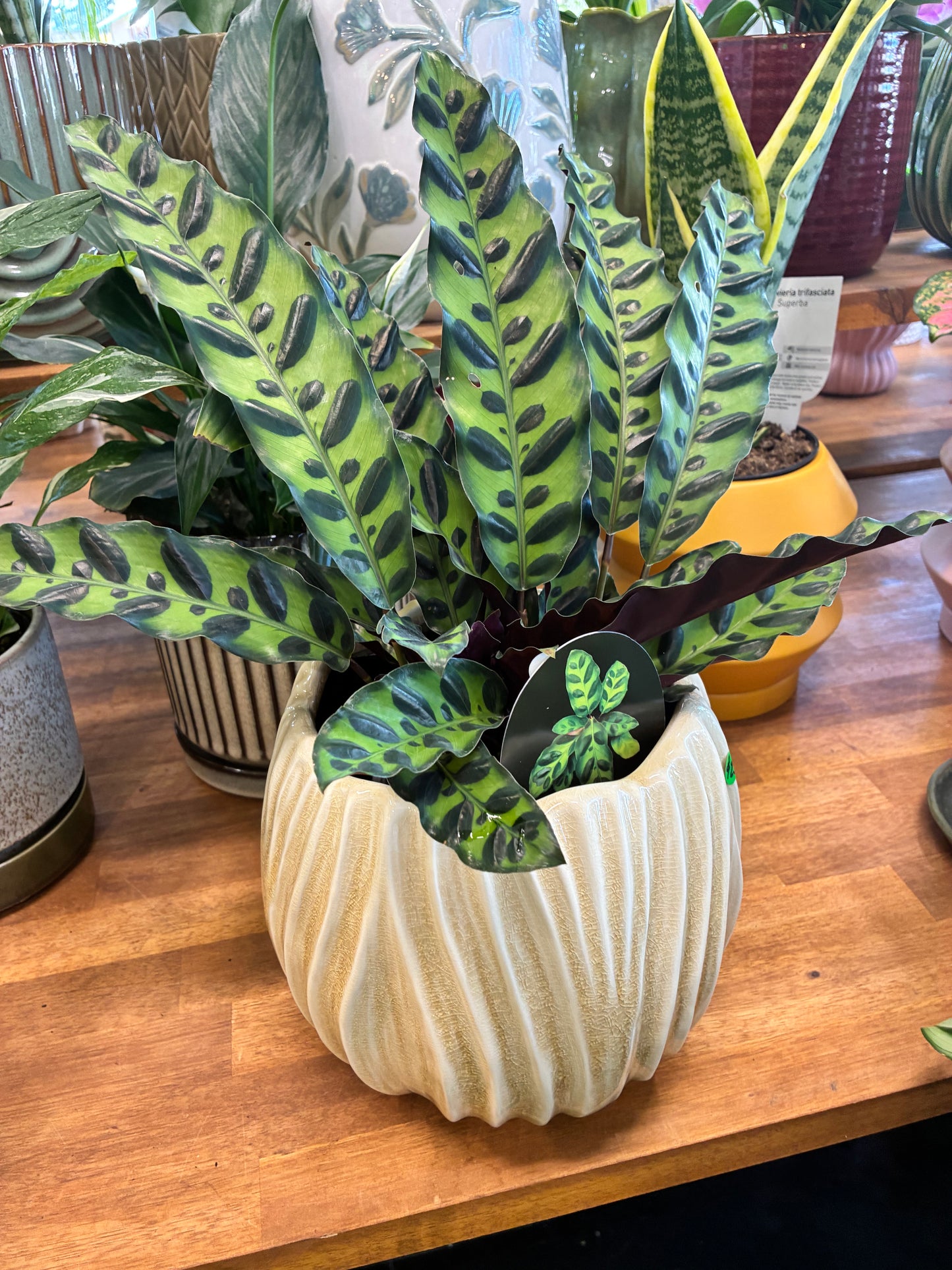 Tulip Pot S/2 Sand