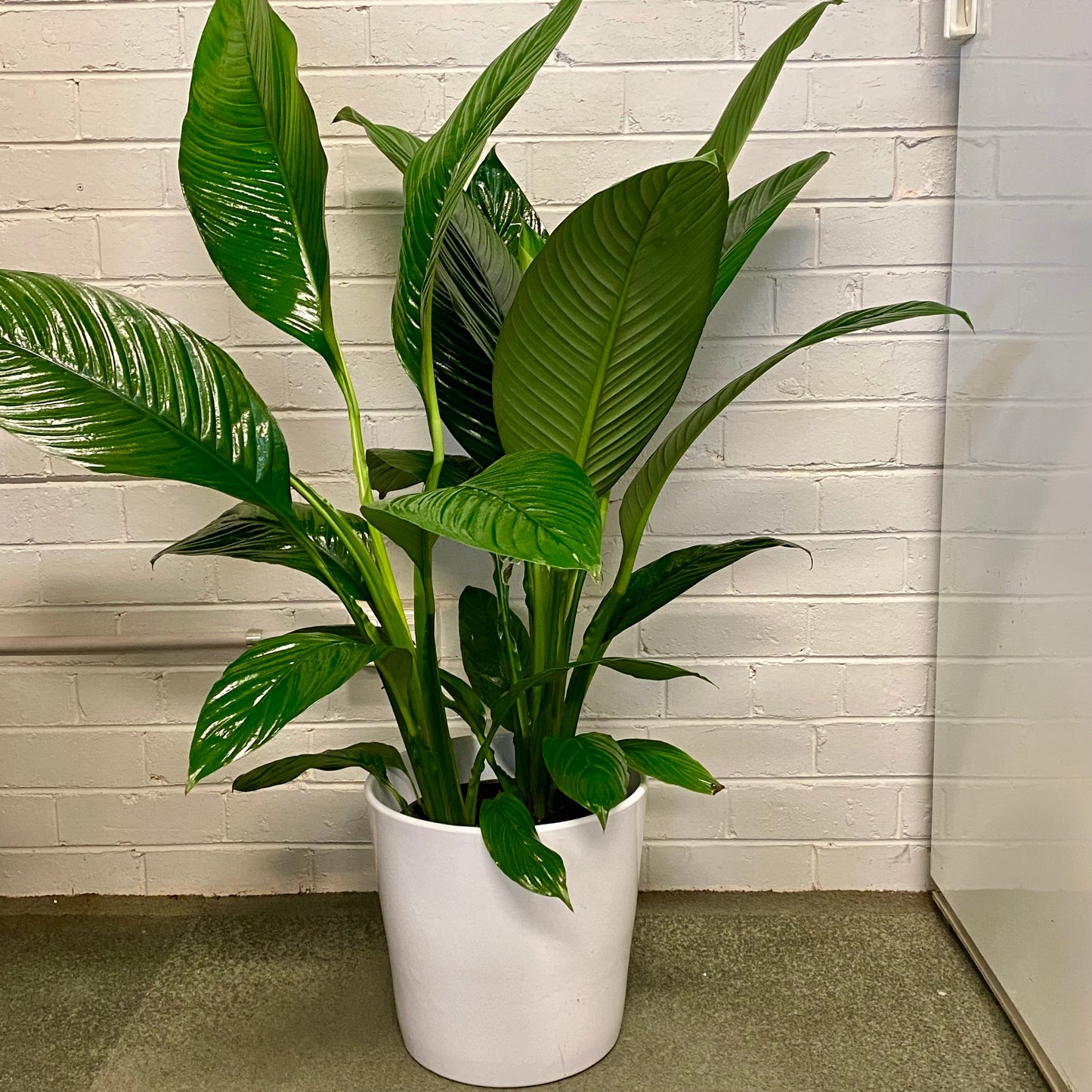 Spath Sensation - Peace Lily 25cm