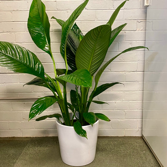 Spath Sensation - Peace Lily 25cm