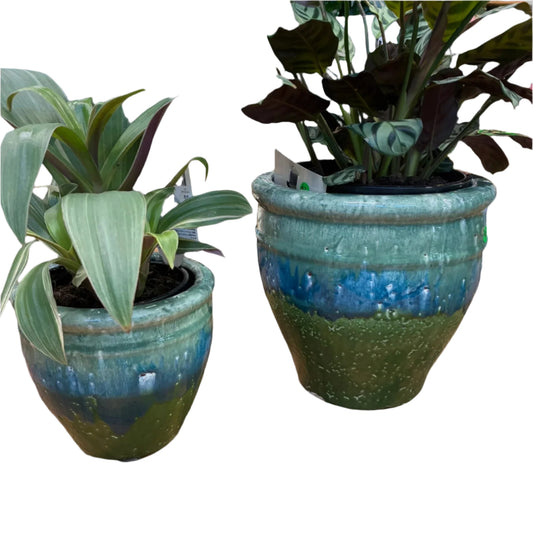 Two potted plants in green and blue striped pots on a wooden floor.