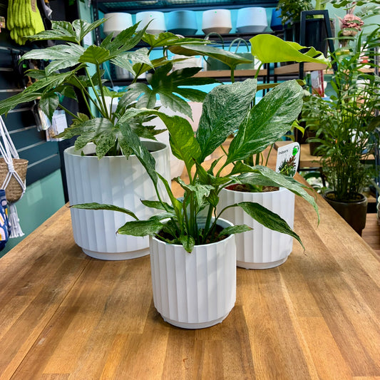 Cedar Tapered Cylinder - 3 sizes - White