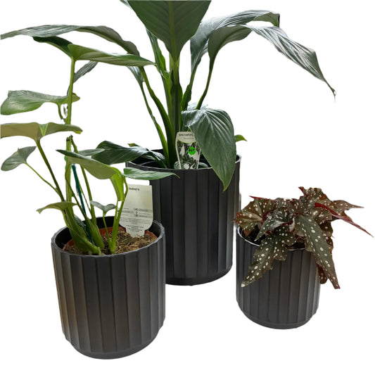 Cedar Tapered Cylinder - 3 sizes - Black