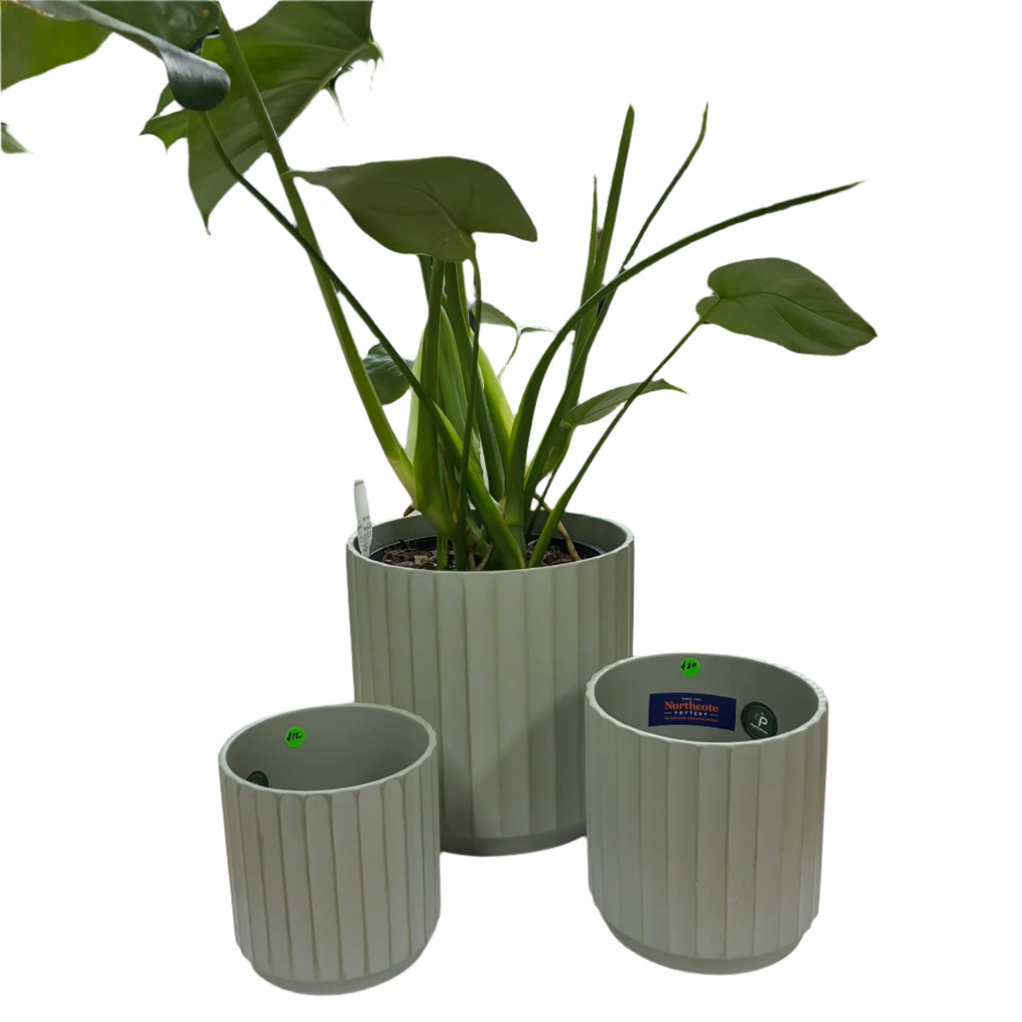 Cedar Tapered Cylinder - 3 sizes - Sage