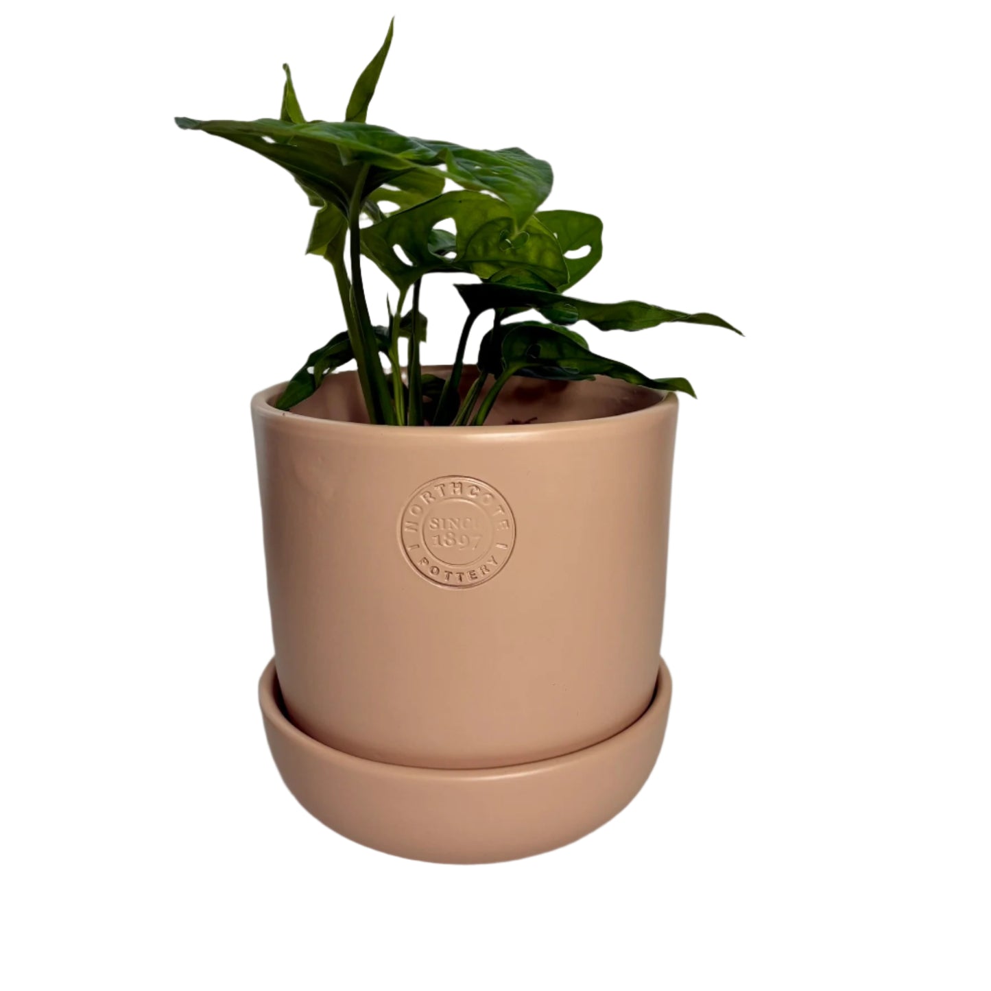 Hana Pot Small - Blush