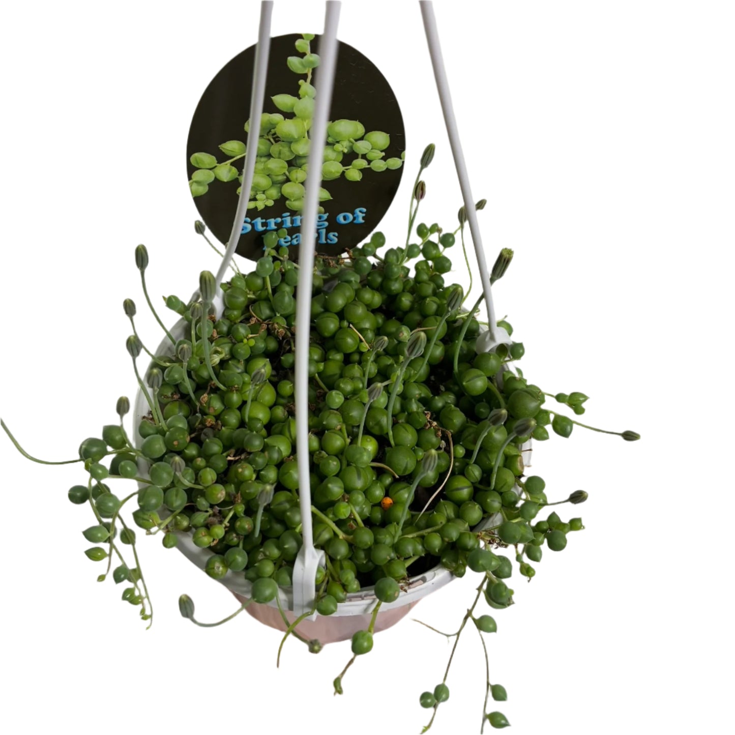 String of Pearls 13cm