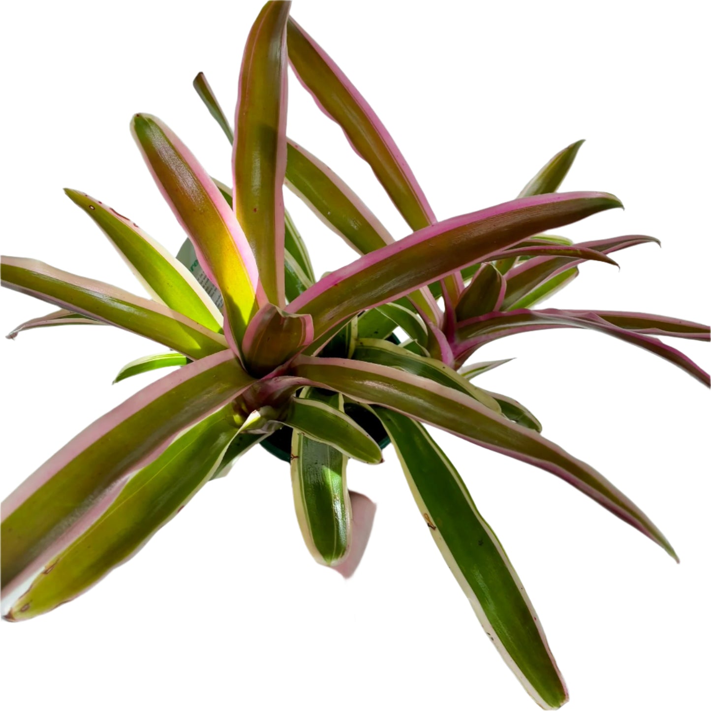 Bromeliad Neoregelia 10cm