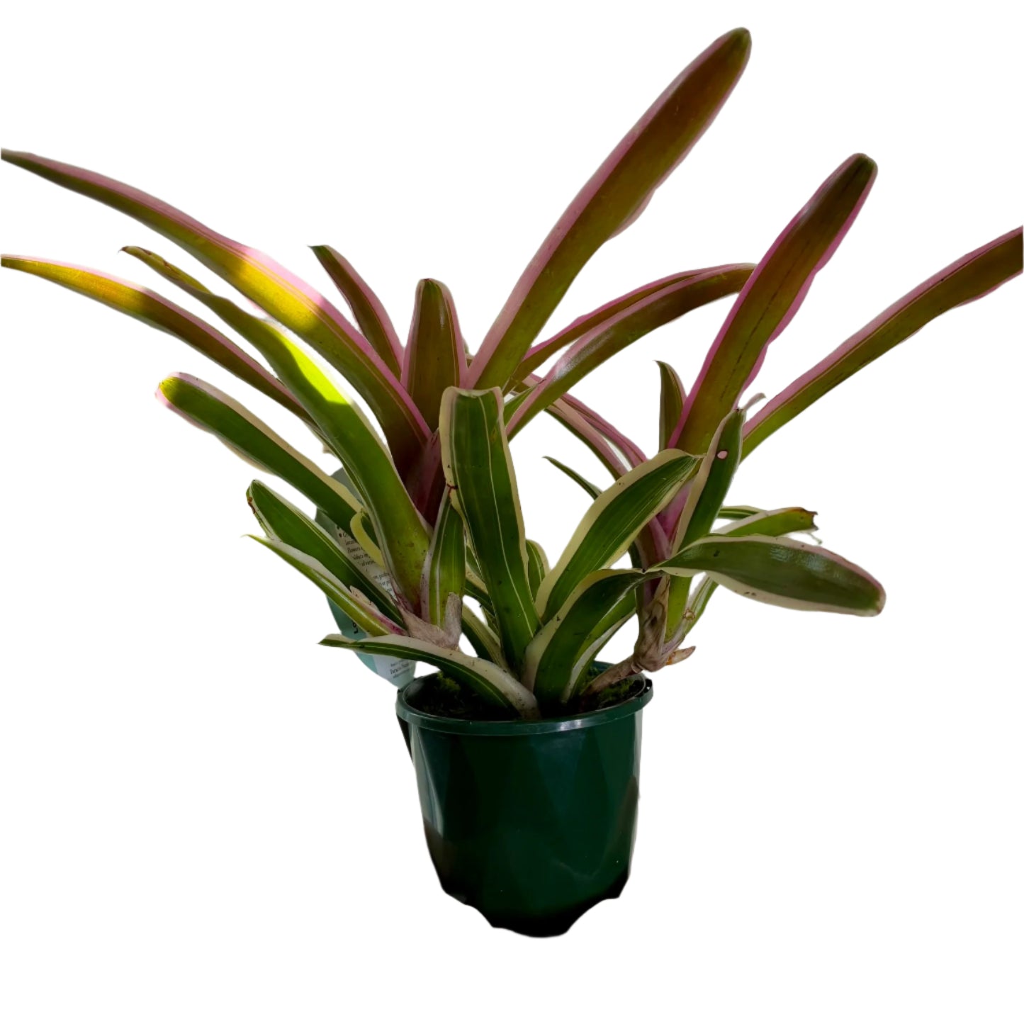 Bromeliad Neoregelia 10cm