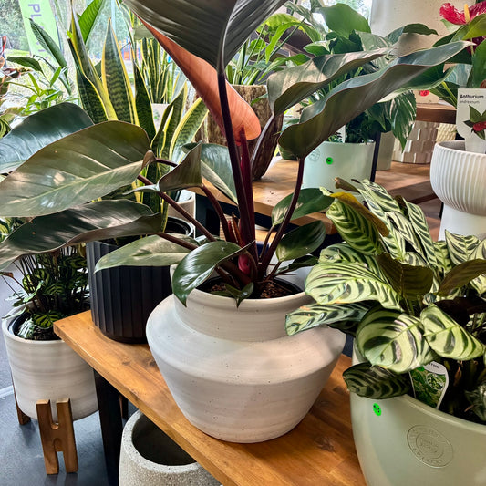 Earthora pot White - Large