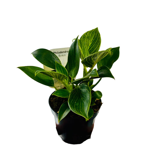 Philodendron Birkin 95mm