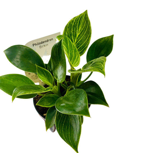 Philodendron Birkin 95mm