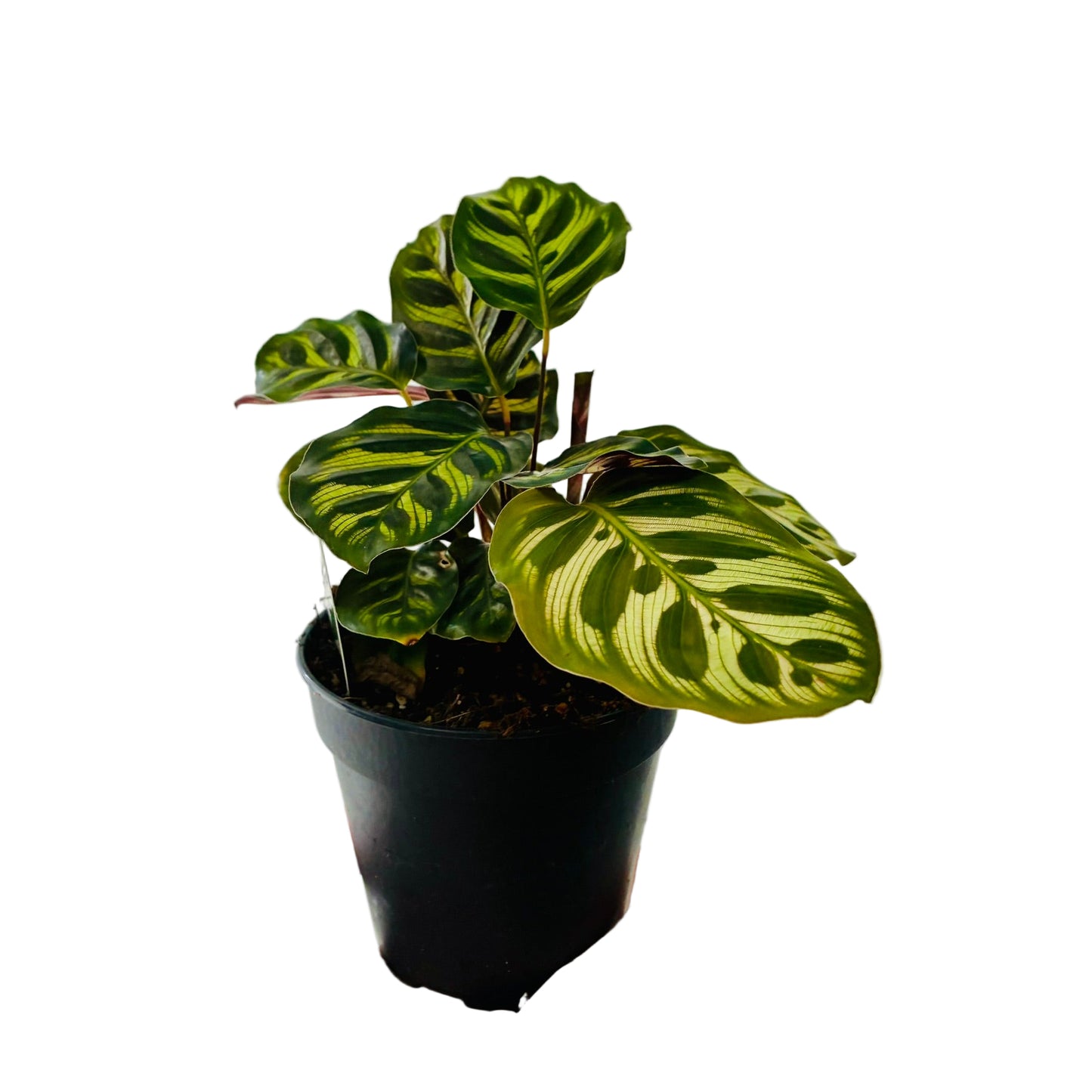 Calathea Makoyana / Peacock 120mm