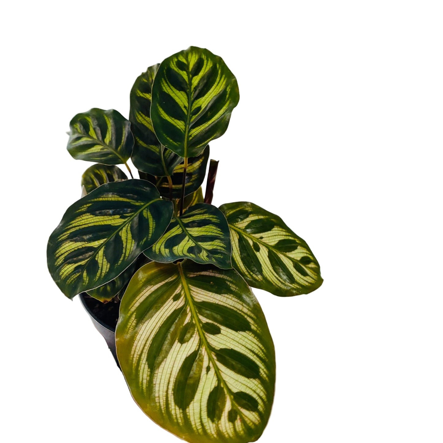 Calathea Makoyana / Peacock 120mm