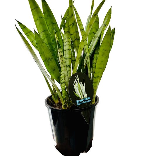 Sanseveria Silver Princess 15cm