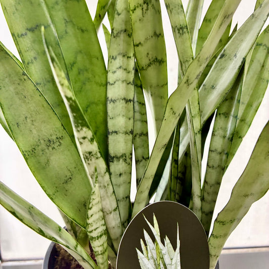 Sanseveria Silver Princess 15cm