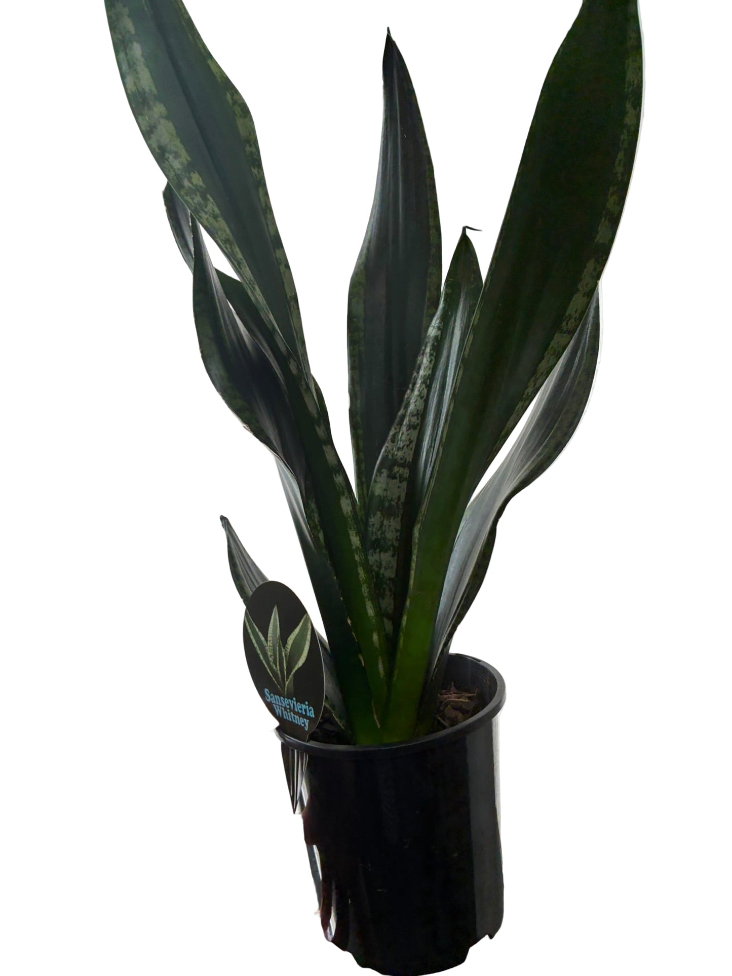 Sanserveria Whitney 15cm