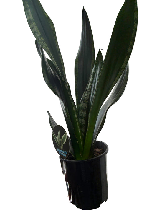 Sanserveria Whitney 15cm