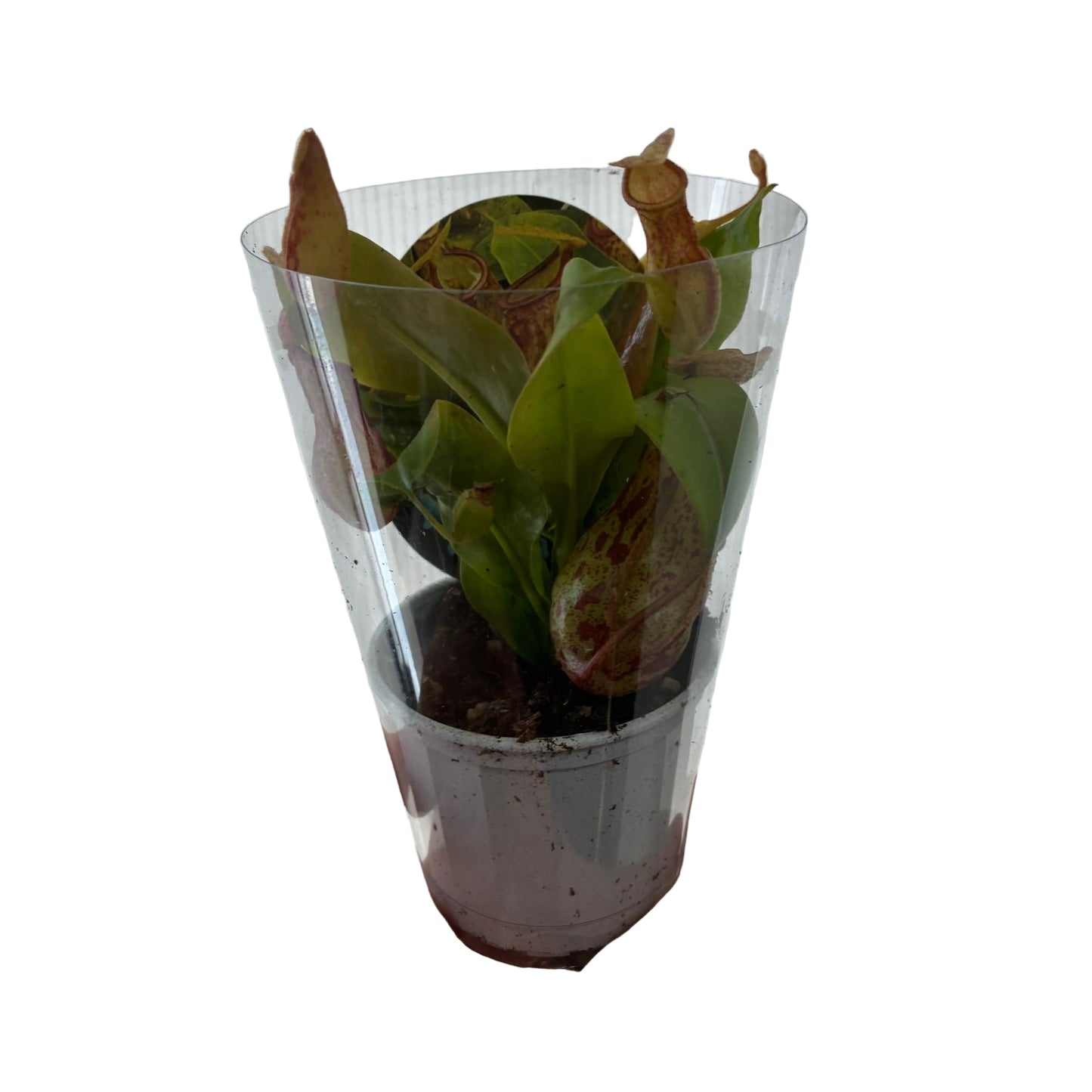 Nepenthes 7cm & 10cm - Pitcher Plant in sleeve