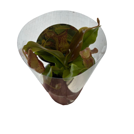 Nepenthes 7cm & 10cm - Pitcher Plant in sleeve