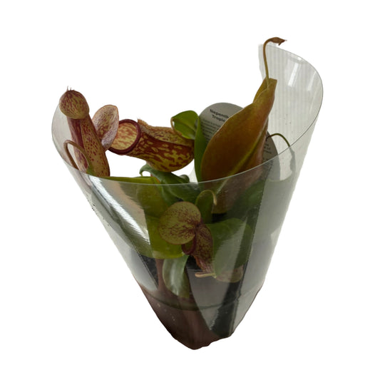 Nepenthes 7cm & 10cm - Pitcher Plant in sleeve
