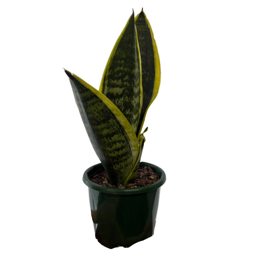 Sanseveria 10cm Pot