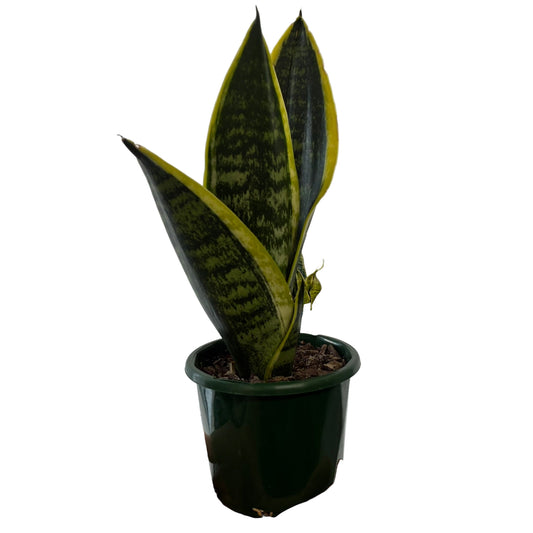 Sanseveria 10cm Pot