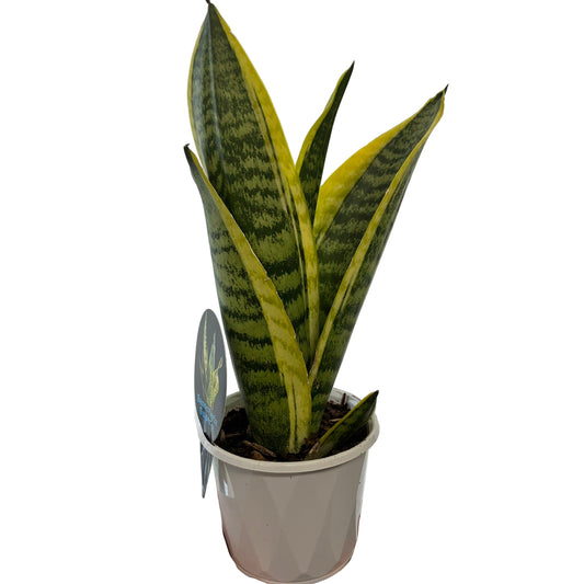 Sanserviera 13cm Pot