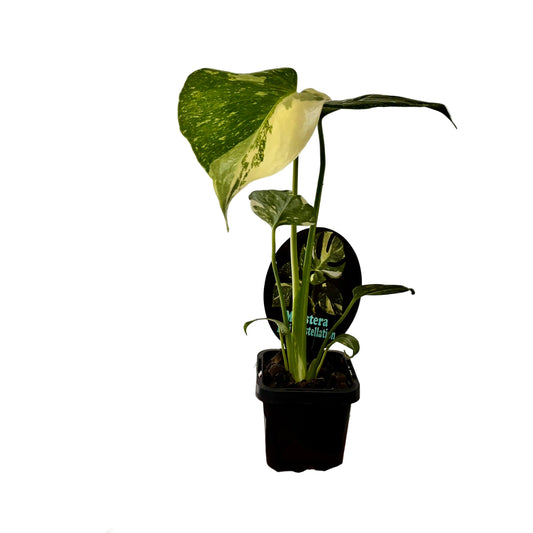 Monstera Thai Constellation 7cm Pot